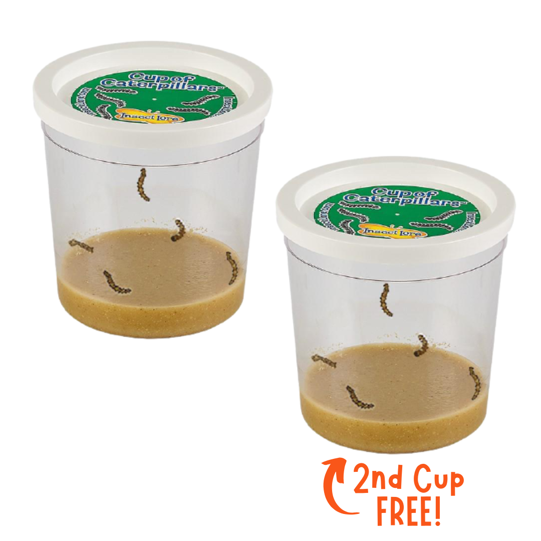 Buy One Cup of Caterpillars, Get One FREE