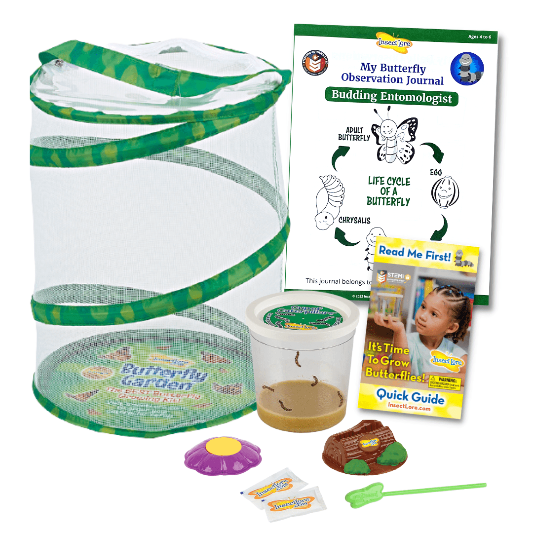 Butterfly Garden With Live Cup of Caterpillars Insect Lore