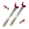 Two Tubes of Live Harvester Ants