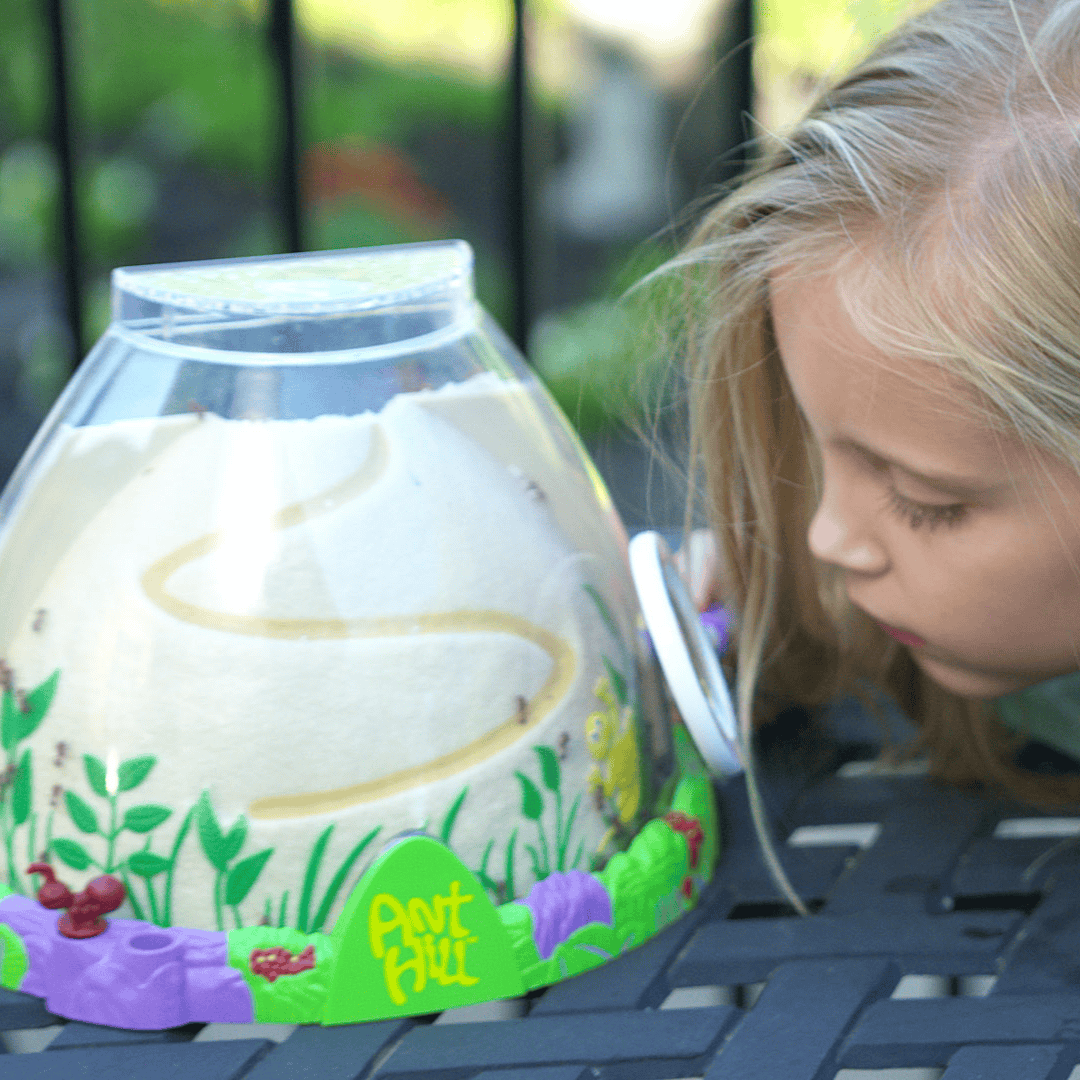Ant Mountain™ with 2 Tubes of Live Ants | Immersive Ant Farm Kit