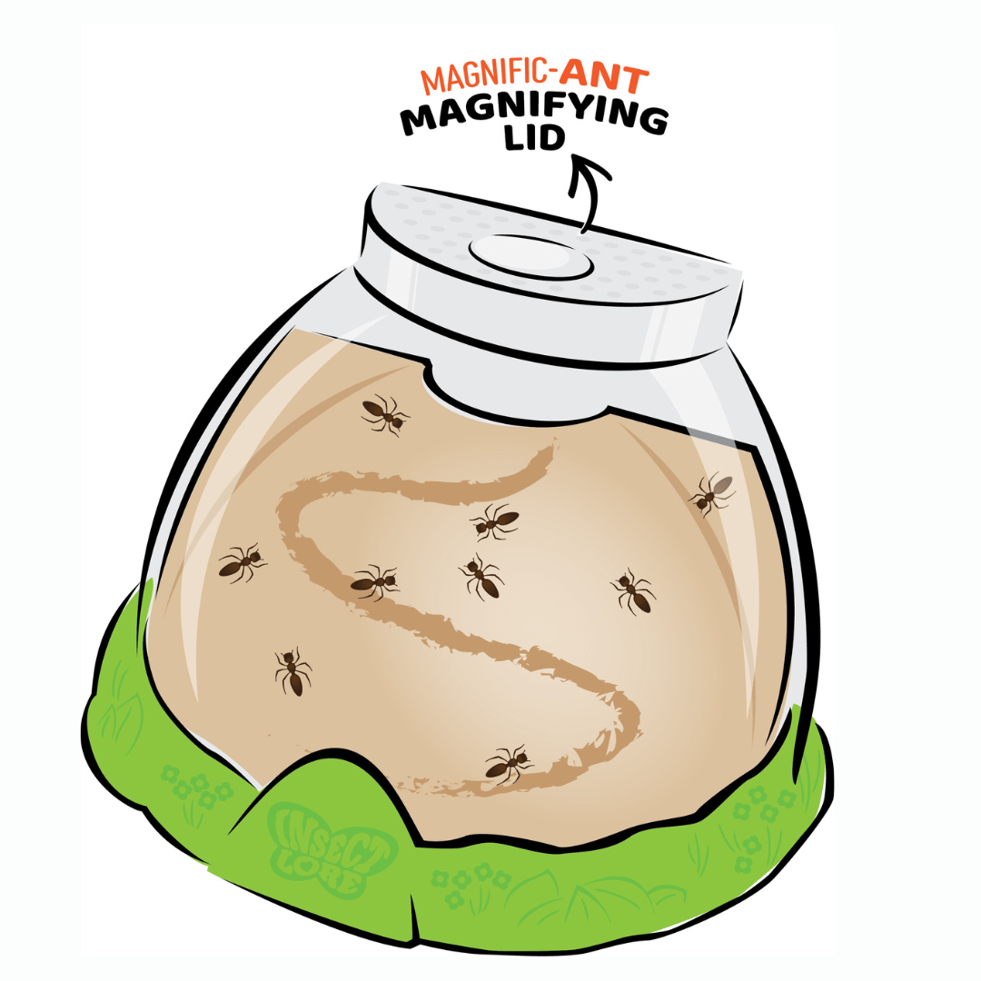 Ant Hill™ with 2 Tubes of Live Ants