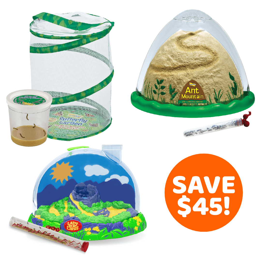Bug Camp