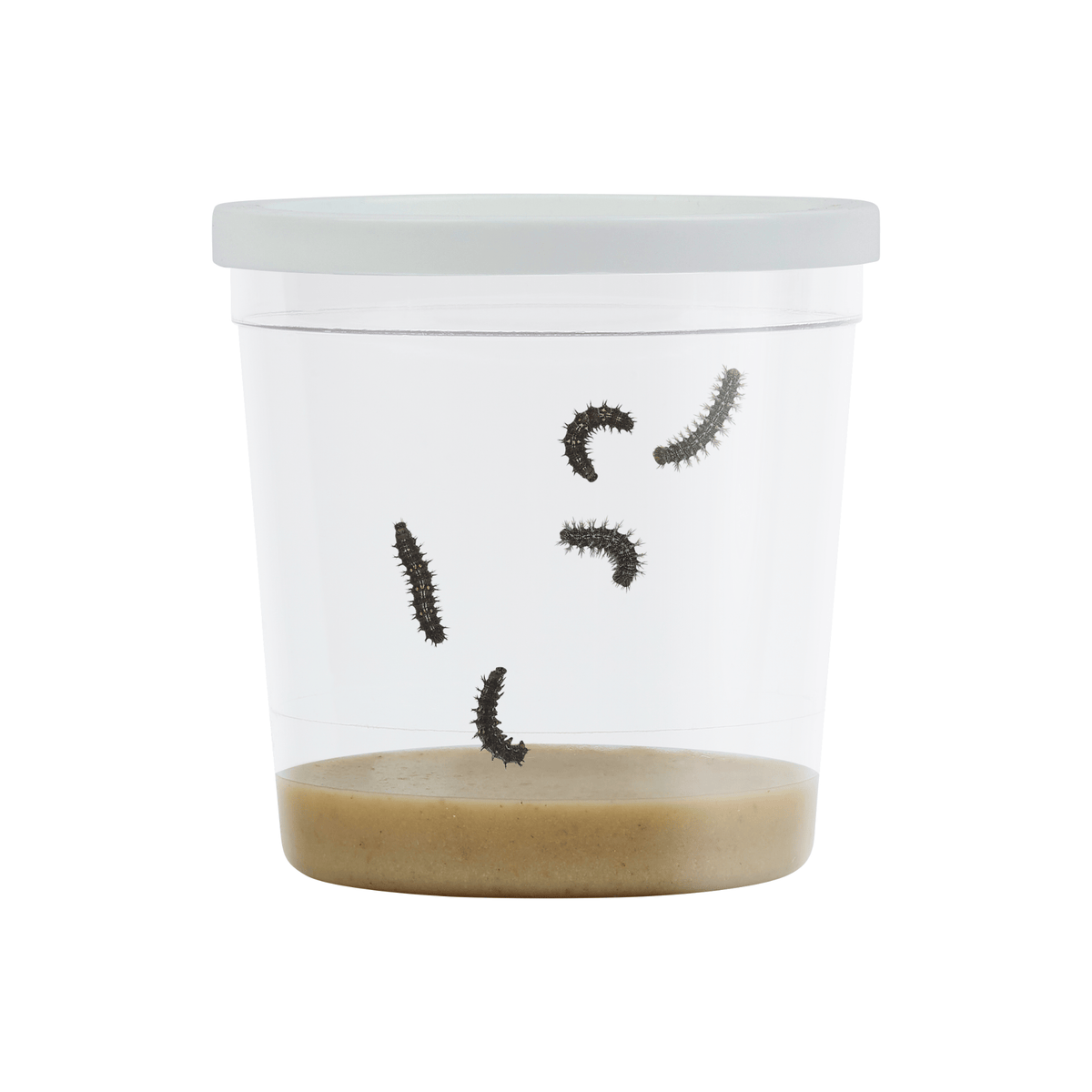 Spring Beginnings Bundle with Live Cup of Caterpillars™