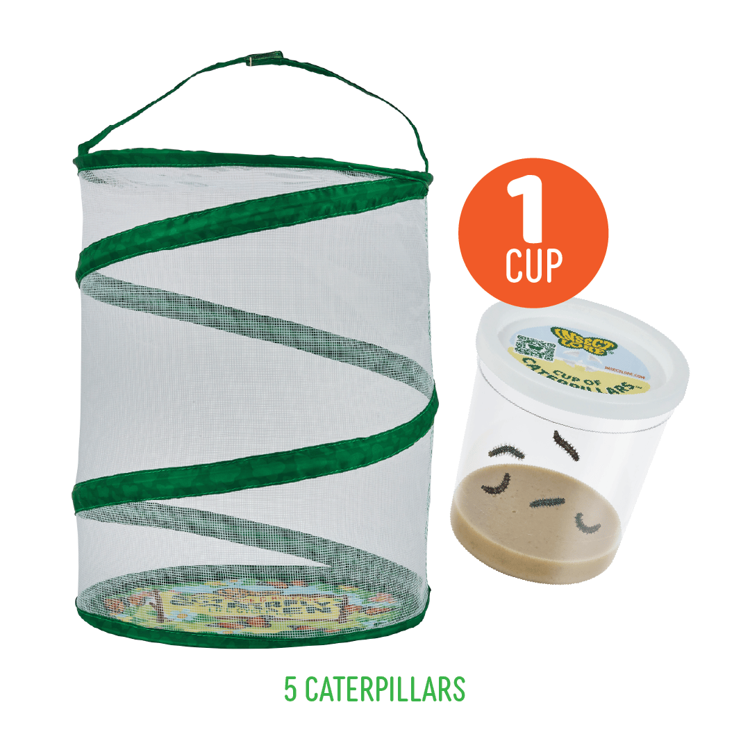 Butterfly Garden® With Live Cup of Caterpillars™