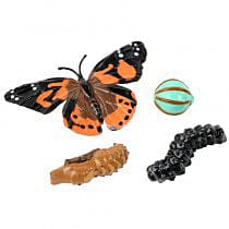 Butterfly Garden® With Prepaid Voucher with FREE Butterfly Life Cycle Stages