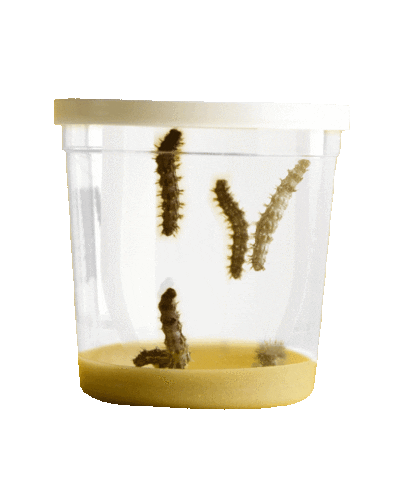 Butterfly Garden® With Two Cups of Caterpillars™