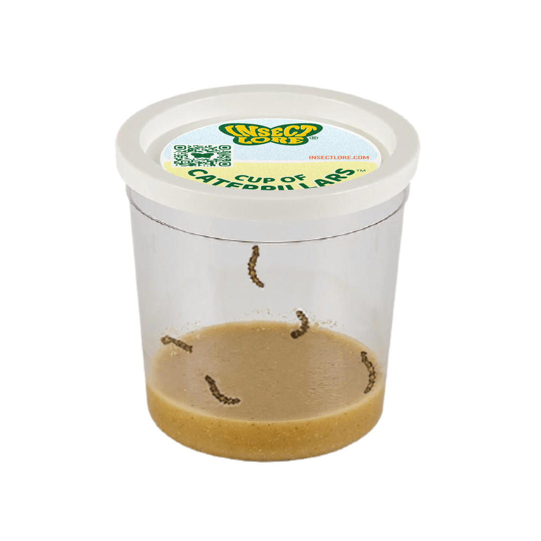 Butterfly Garden® With Two Cups of Caterpillars™