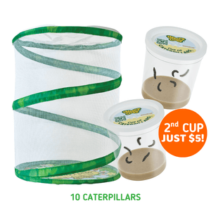 Butterfly Kits with Live Caterpillars | Grow Butterflies at Home ...