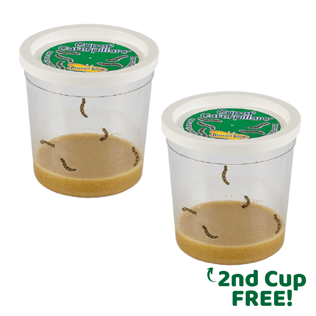 Buy One Cup of Caterpillars, Get One FREE
