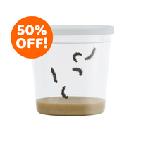 Cup Of Caterpillars - Special Offer!