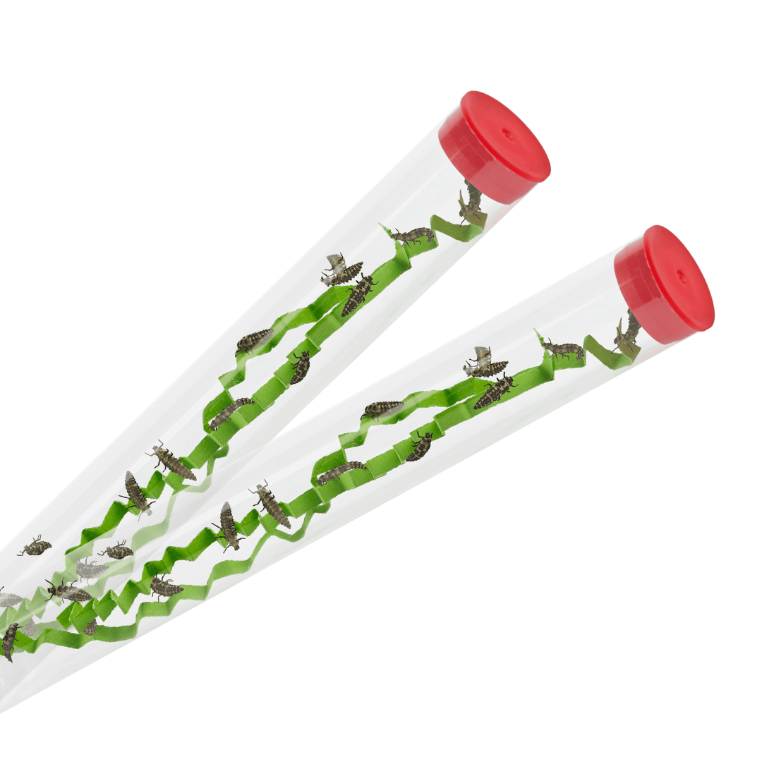 Ladybug Land® With 2 Tubes of Live Ladybug Larvae