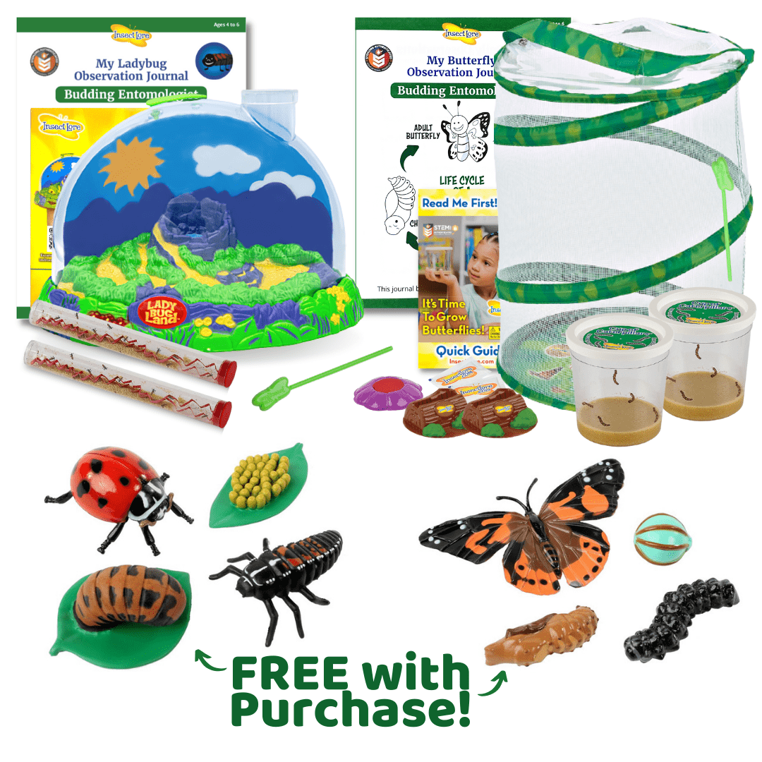 Life Cycle Lessons Bundle with Butterfly and Ladybug Figurines FREE