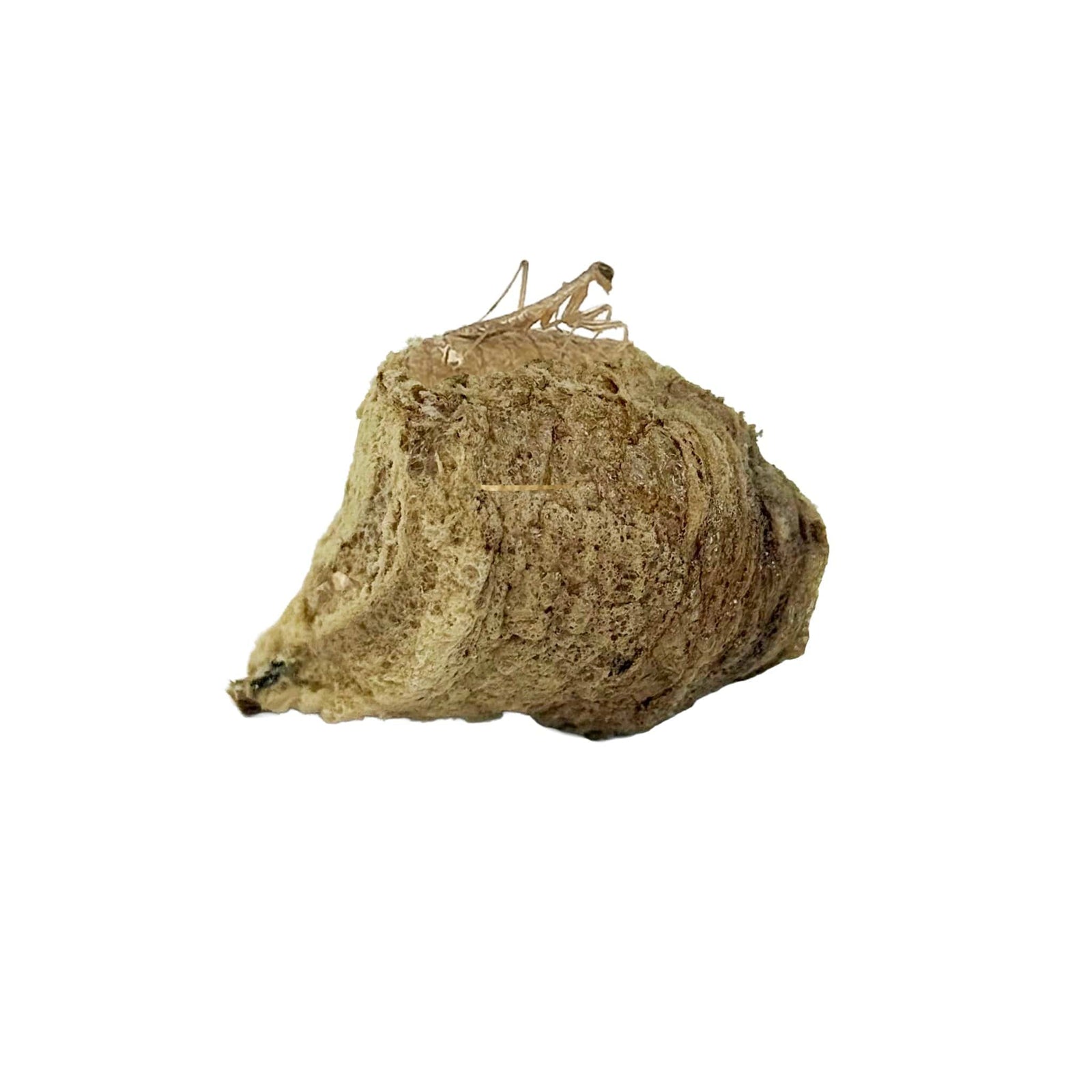 Praying Mantis Egg Case