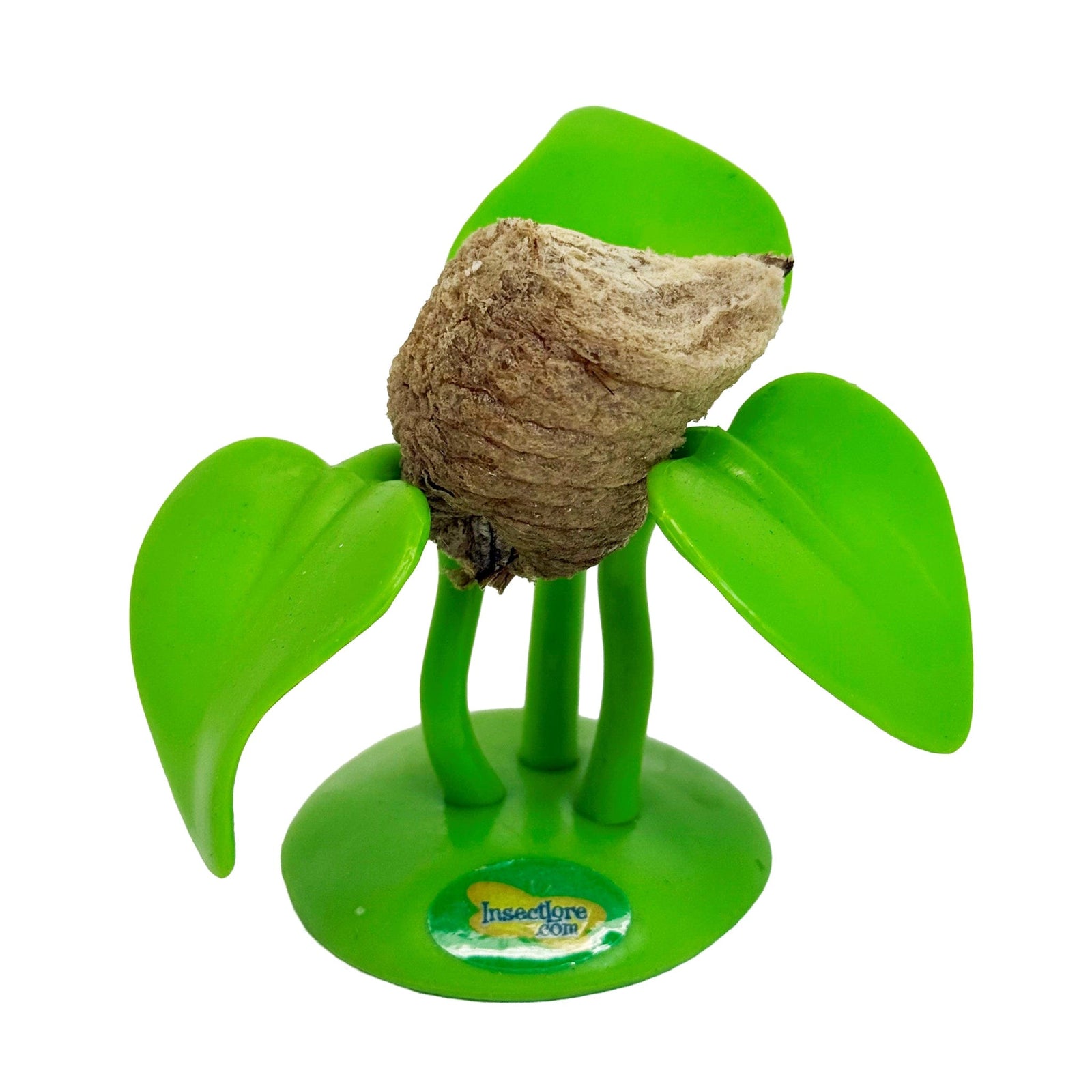 Praying Mantis Egg Case And Hatching Plant