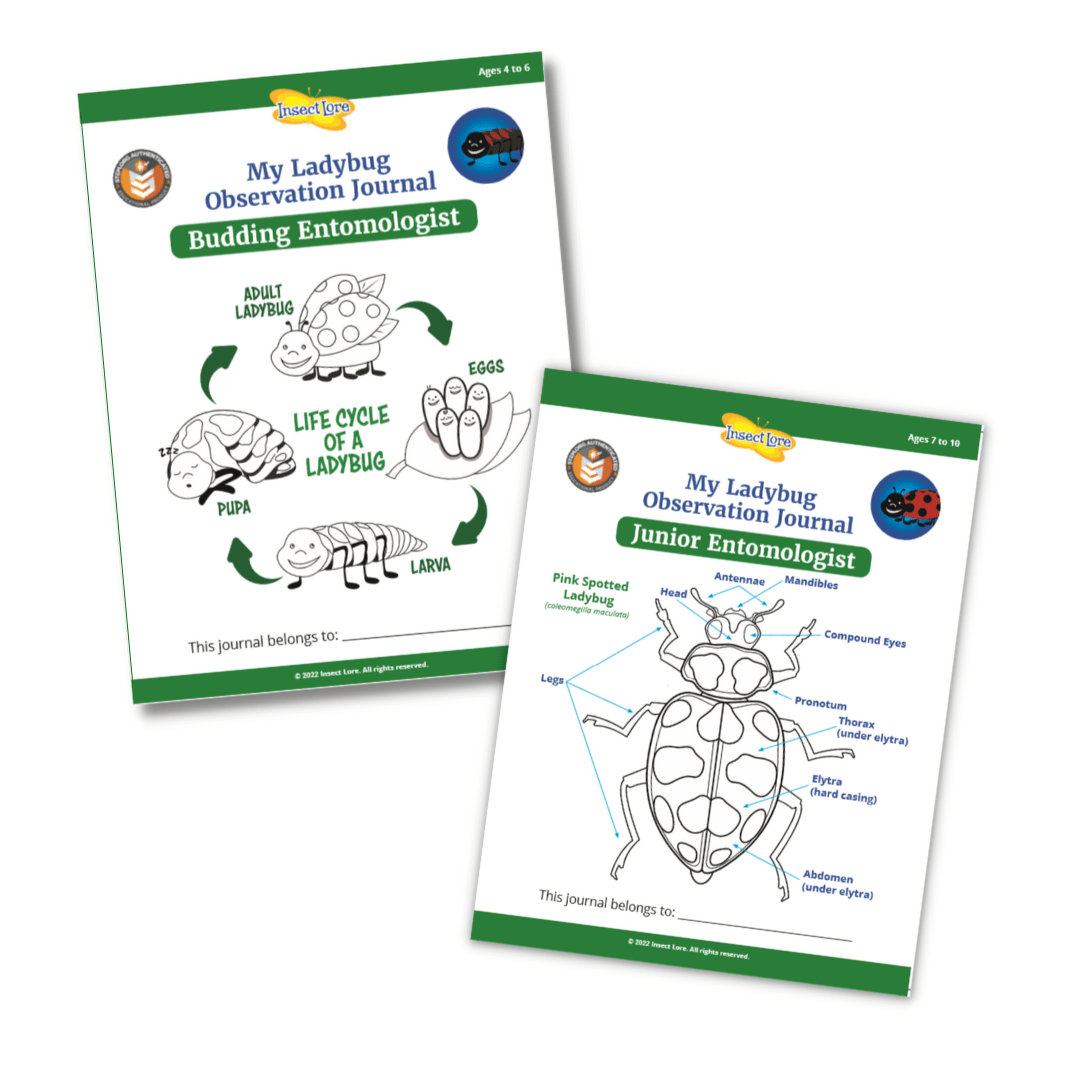 STEM Ladybug Activity Journal Bundle (Budding/Junior)