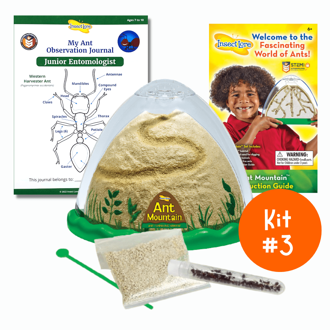 Summer Bug Camp - In My Room