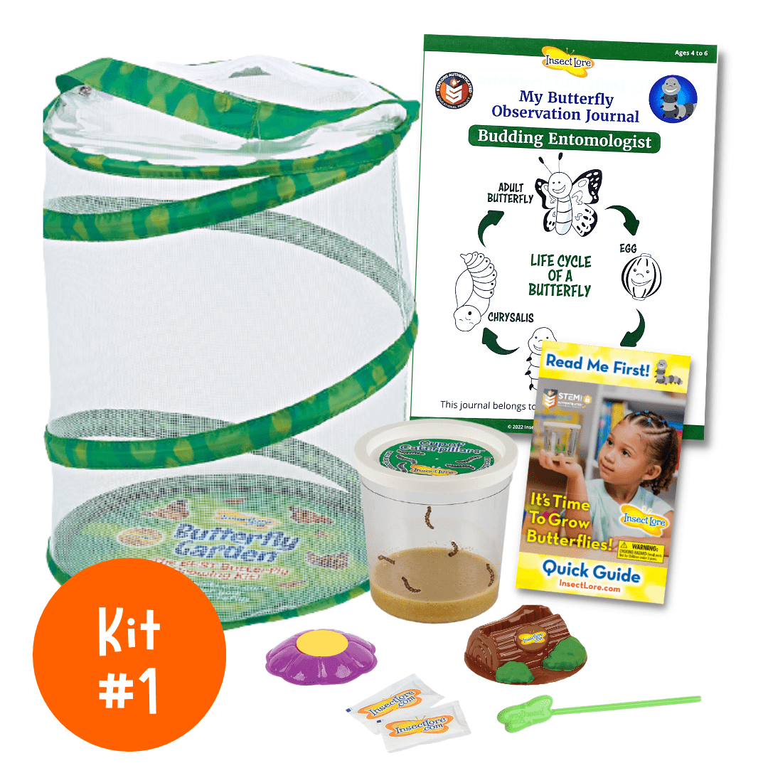 Summer Bug Camp - In My Room