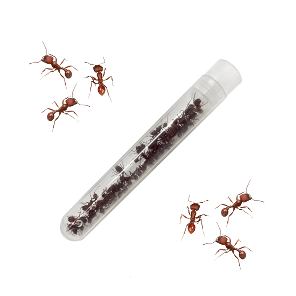 Tube of 25 Live Harvester Ants Ideal for Ant Mountain™ Insect Lore