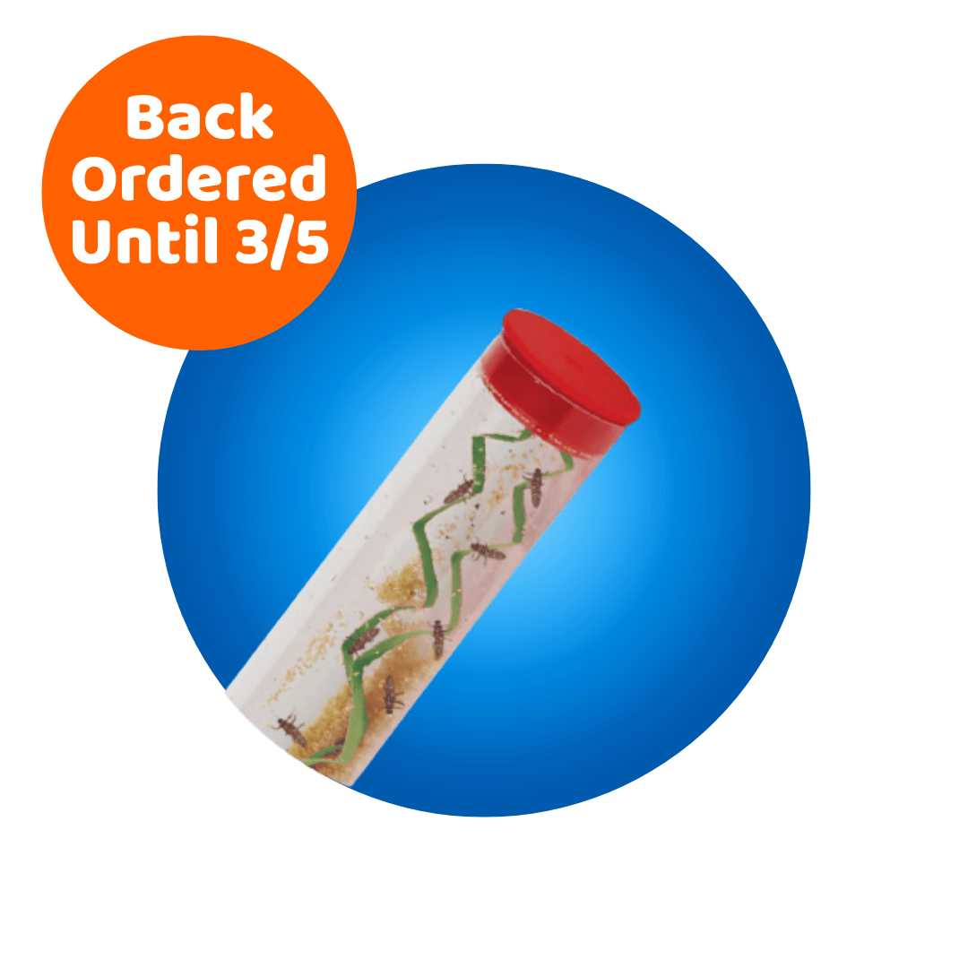 Tube of Ladybug Larvae