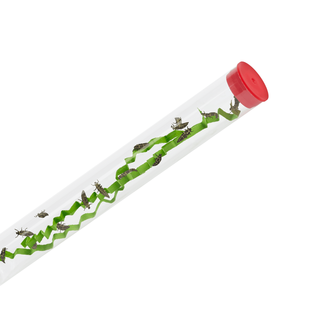 Tube of Ladybug Larvae