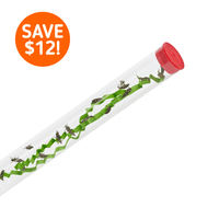 Tube of Ladybug Larvae - Special Offer!