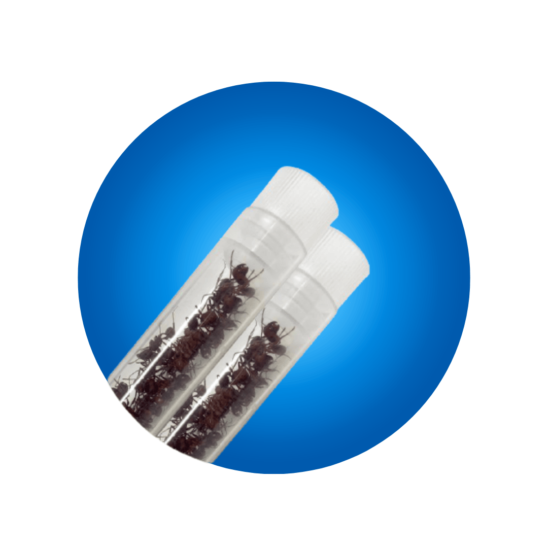 Two Tubes of Ants - Replacement