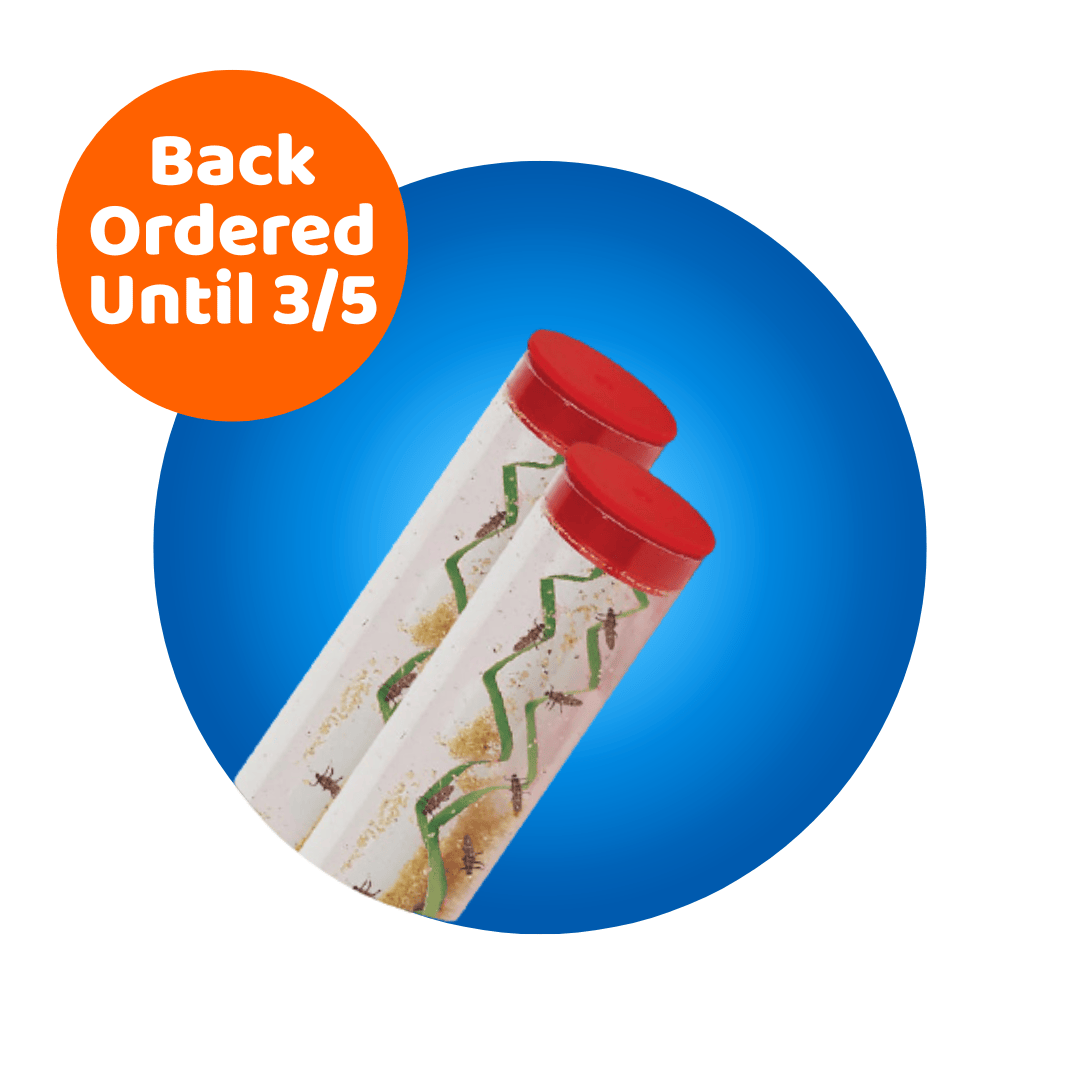 Two Tubes of Ladybug Larvae