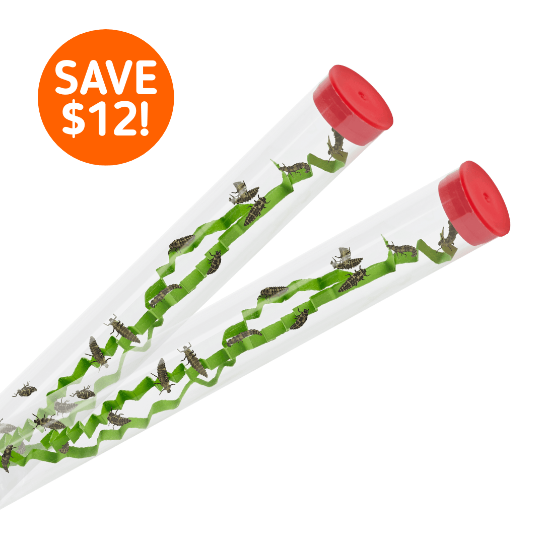 Two Tubes of Ladybug Larvae