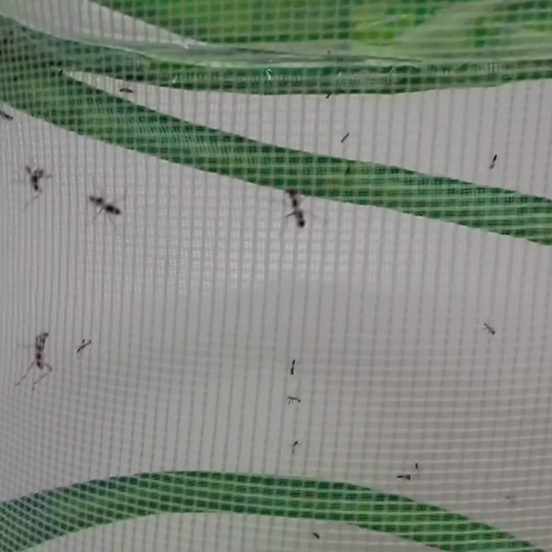 Praying Mantis Egg Case