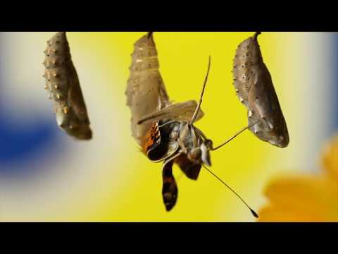 Butterfly Garden® With Live Cup of Caterpillars™