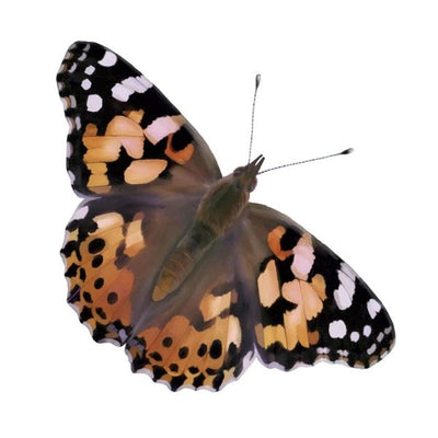 Black, orange, and white Painted Lady butterfly with its wings spread out. Live insects.