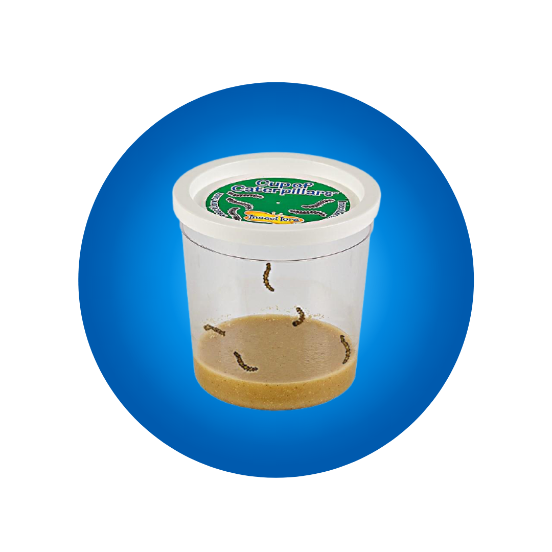 Cup Of Caterpillars™