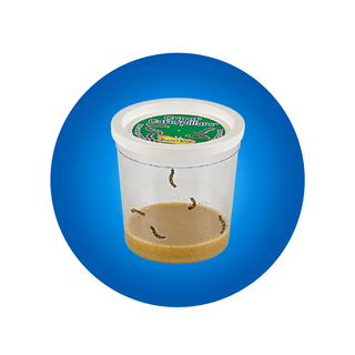 Cup Of Caterpillars Redemption - $8.95