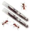 Two tubes of 25 ants each with closeup of three ants outside of the tube