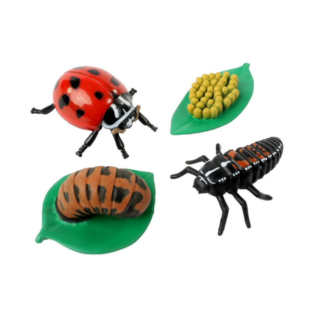 Realistic, plastic figurines of the life cycle of a ladybug on white background