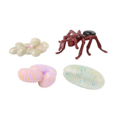 Realistic, plastic life cycle figurines showing the life cycle of an ant