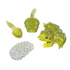 Realistic, plastic figurines featuring the life cycle of a frog on a white background