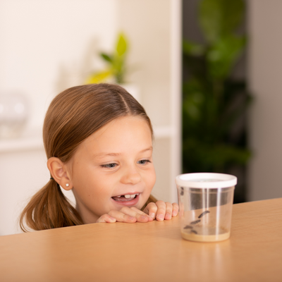 Little girl excitedly looking into a Cup of 5 Baby Caterpillars in home setting