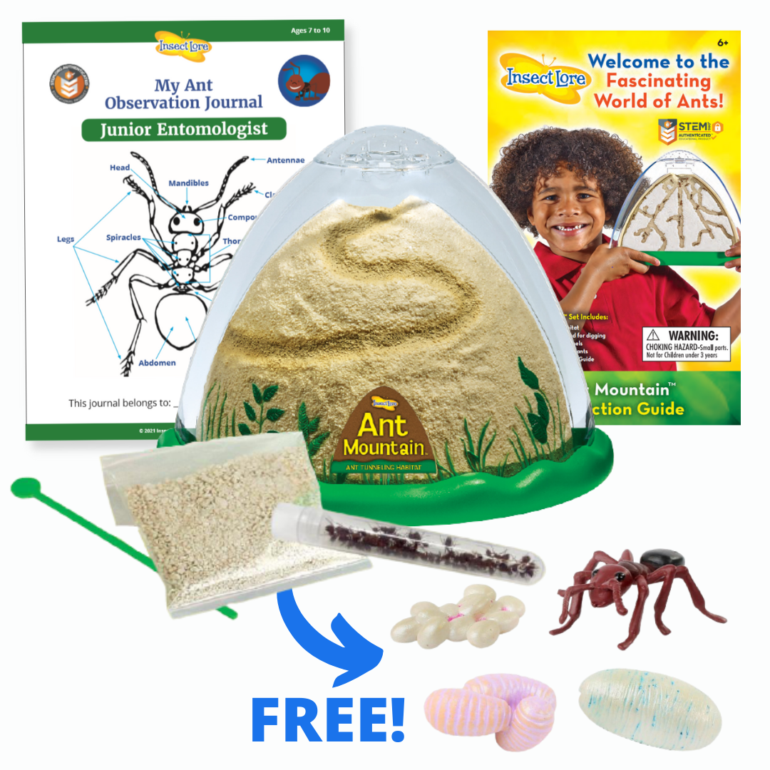 Ant Mountain with Tube of Live Ants and Ant Life Cycle Stages FREE
