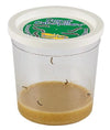 Clear cup of 5 live caterpillars, white lid, and their brown food mixture at bottom of cup.