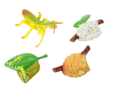 Realistic, plastic figurines of the life cycle of a praying mantis