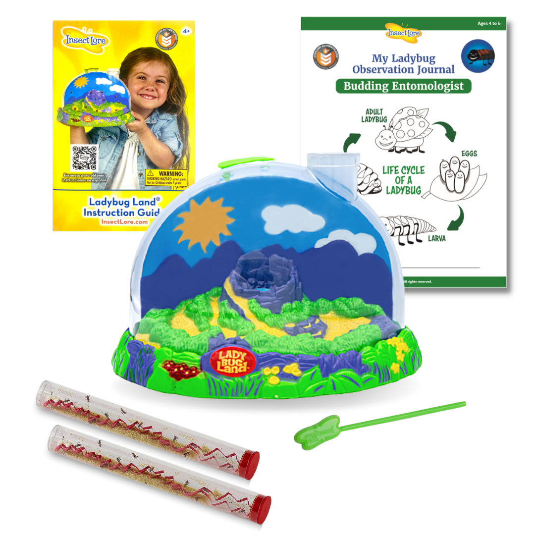 Life Cycle Lessons Bundle  Live Caterpillars & Ladybug Larvae