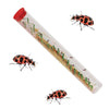 Tube of Ladybug Larvae surrounded by 3 Pink Spotted Adult Ladybugs