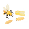 Honey Bee egg, larva, pupa, and adult