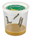 Clear cup with 5 large caterpillars, white lid, and brown food at the bottom.