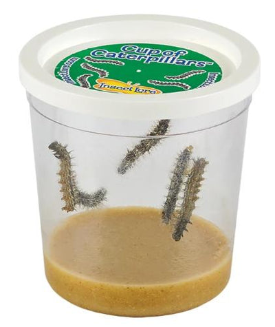 Clear cup with 5 large caterpillars, white lid, and brown food at the bottom.