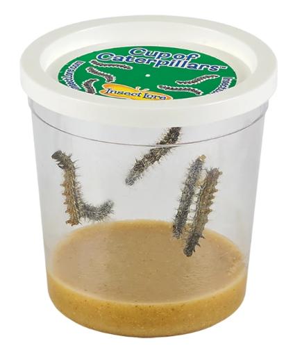 Live Butterfly Growing Kits