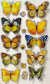 10 3D multicolored butterfly stickers