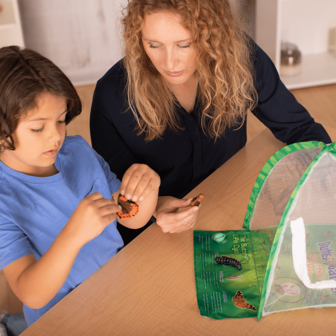An adult with a child looking at realistic, plastic butterfly life cycle stages with a dome shaped habitat in the foreground