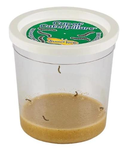 Clear cup with 5 baby caterpillars, white lid, and brown food at the bottom.